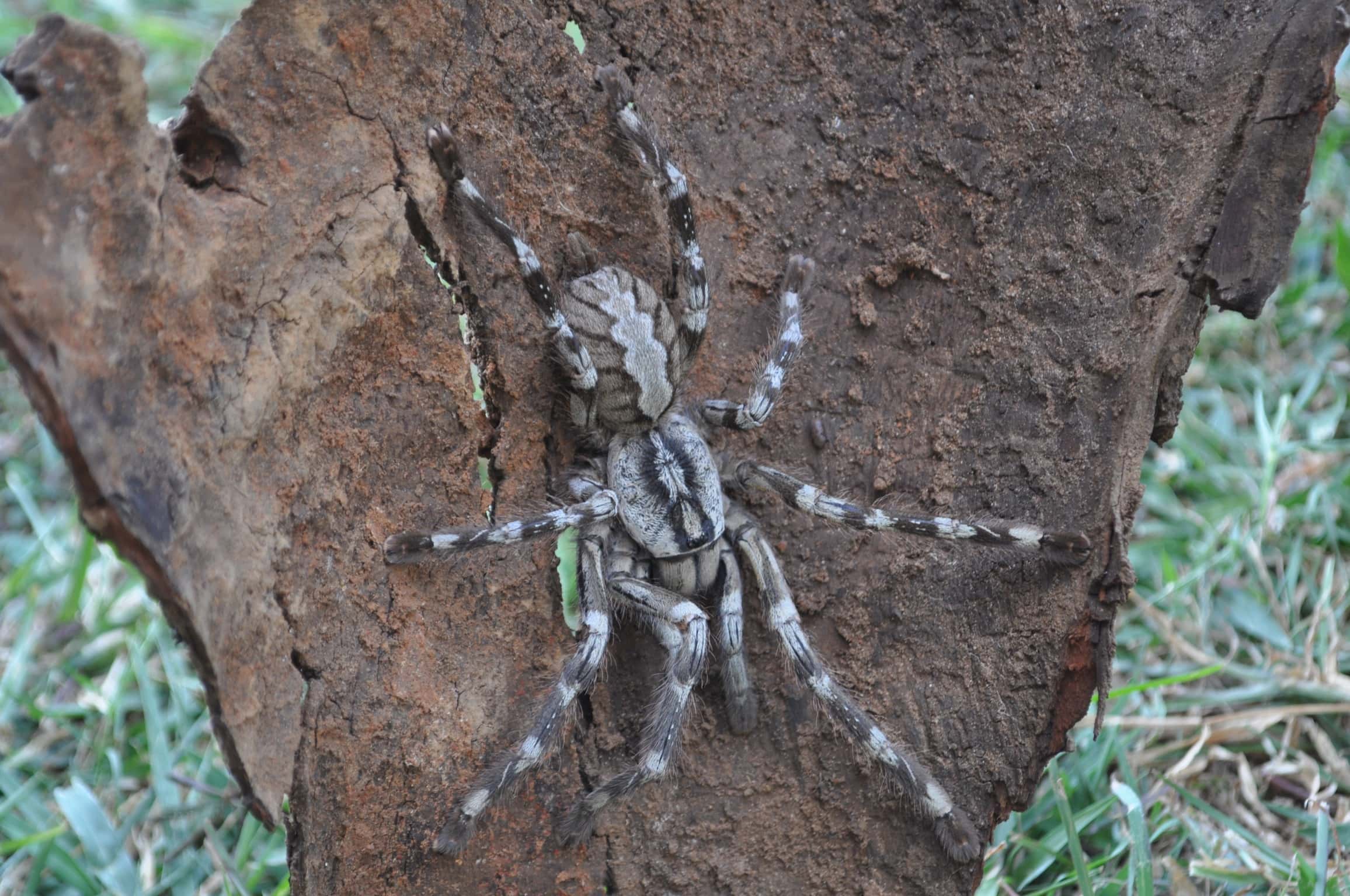 <p>The beautiful Sri Lanka tarantula is sometimes called the "Sri Lanka ornamental tiger spider" and the "face-sized spider." They are endemic to Sri Lanka and grow to have a leg span of 8 inches. </p>