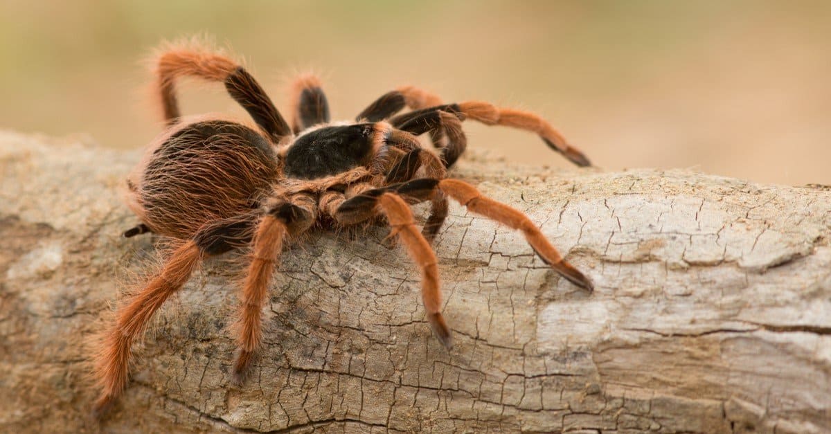 <p>The Colombian giant tarantula is 6 - 8 inches long and is found in the dense rainforest in Colombia.</p>
