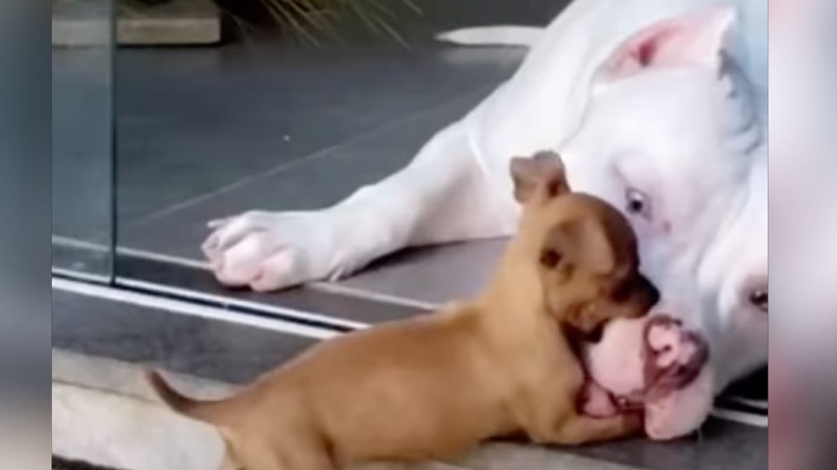 cachorro “agresivo” salta sobre pitbull: lo que sigue deja a todos sin palabras (vídeo)