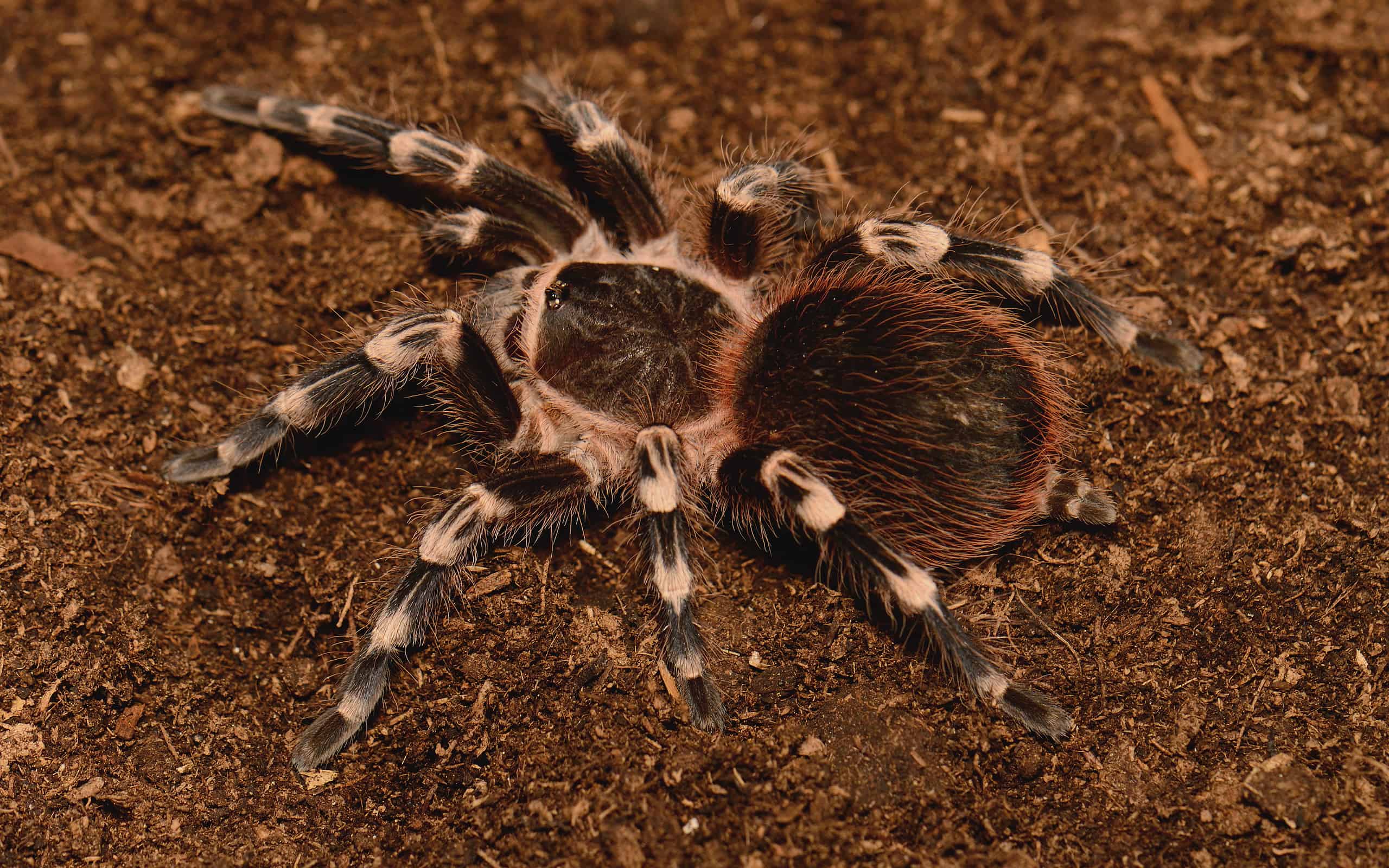 <p>The fuzzy Brazillian white tarantula lives throughout Brazil's rainforests. They grow to have an incredible leg span of 8.5 inches. </p>