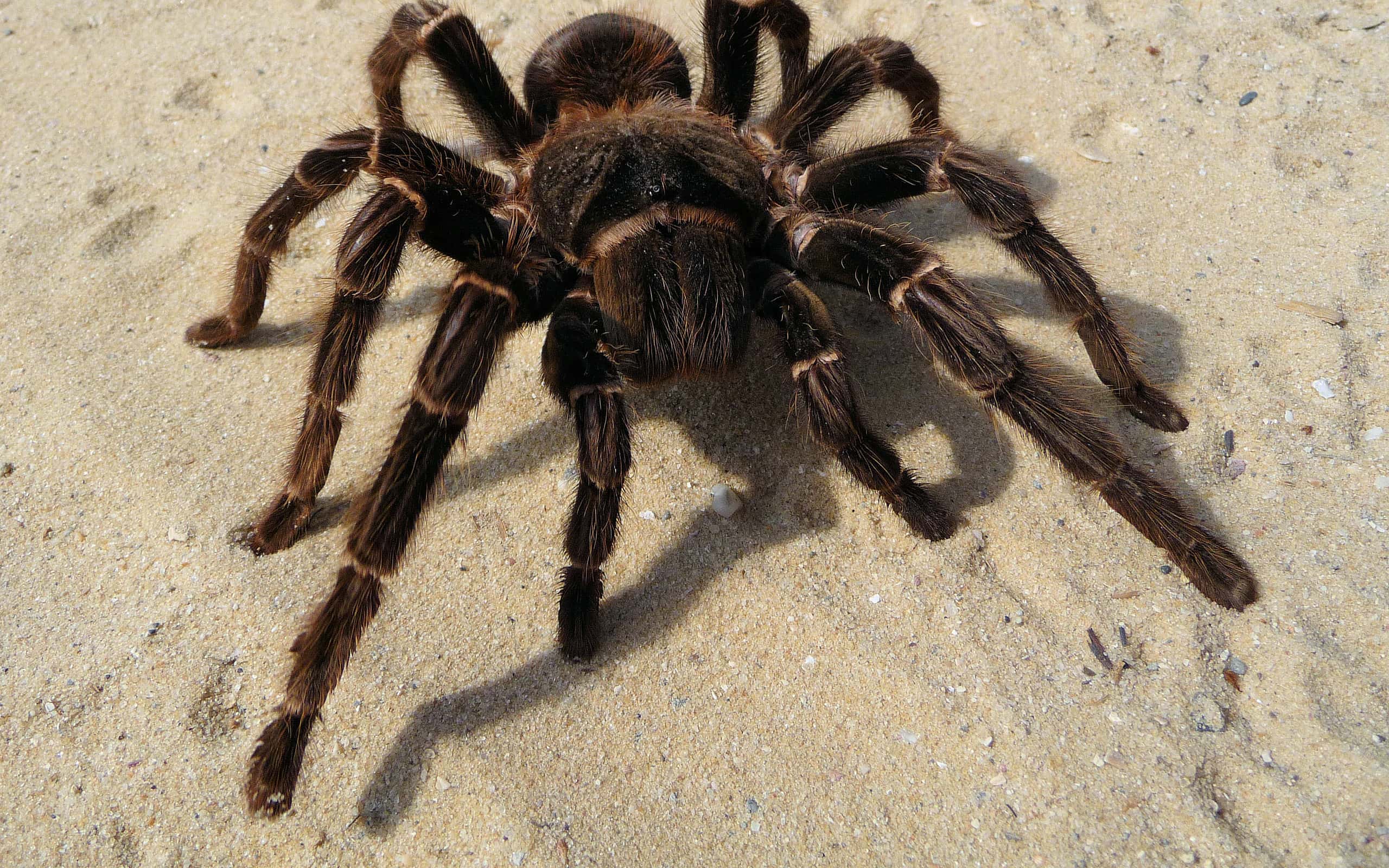 <p>The Brazillian salmon pink birdeater is our third largest spider. They are native to Brazil and have a leg span of 10 inches.</p>