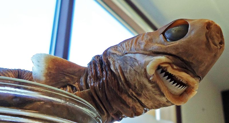 <p>The cookiecutter shark, small yet formidable, is notorious for its unique feeding method, leaving circular bite marks on its victims. This shark uses its suction-cup-like lips to attach to larger animals, then bites out a chunk of flesh, resembling a cookie cutter. Found in deep tropical waters, they are known to attack a wide range of marine animals, including whales, dolphins, and occasionally even submarines. Despite their small size, the cookiecutter shark’s impact on its prey is significant, making it a fascinating creature of the deep sea.</p>