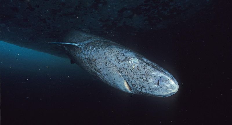 <p>The Greenland shark is one of the Arctic’s most formidable predators, known for its incredibly slow movement and potential lifespan of over 400 years. These sharks inhabit the cold, deep waters of the North Atlantic and Arctic Oceans, where they prey on a variety of fish and marine mammals. The Greenland shark’s meat is toxic when fresh, due to the presence of high levels of urea and trimethylamine oxide. Despite their toxicity and slow nature, these sharks have been a part of Nordic folklore and diet, after proper processing to remove toxins.</p>