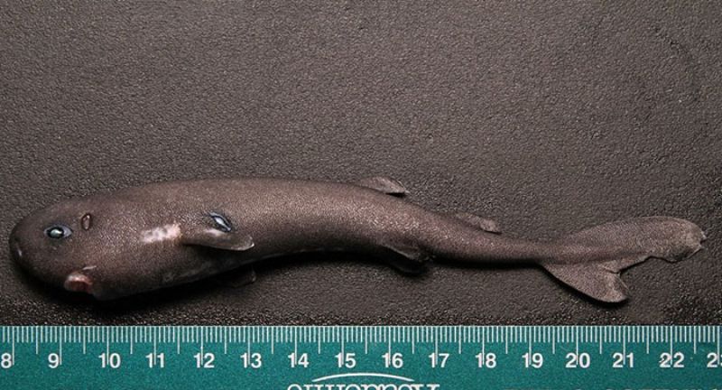 <p>The pocket shark is one of the ocean’s most elusive and rare species, known for the pocket-like glands near its pectoral fins. These small sharks are seldom seen and remain largely a mystery to scientists. The glands are thought to release a bioluminescent fluid, helping the shark in some unknown way, possibly in attracting prey or mates. The discovery of the pocket shark highlights how much there is still to learn about the ocean’s depths and its inhabitants.</p>