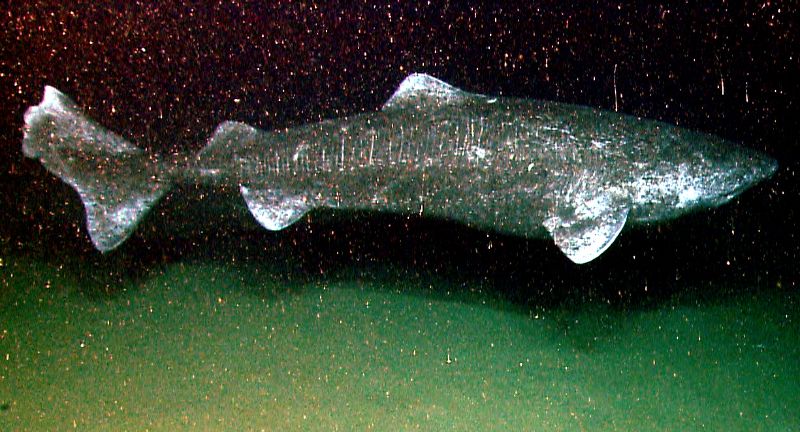<p>Sleeper sharks are deep-sea dwellers, known for their slow movements and ability to live in cold, high-pressure environments. These sharks have a robust, dark body and small eyes, adapted to the deep sea’s scarce light. They feed on a variety of sea creatures, including fish, squid, and even marine mammals like seals. The sleeper shark’s elusive nature and adaptation to the deep sea environment make it a mysterious figure in the oceanic world.</p>