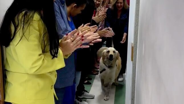 (video) perrito es aplaudido tras sobrevivir a un impacto de bala y 3 cirugías