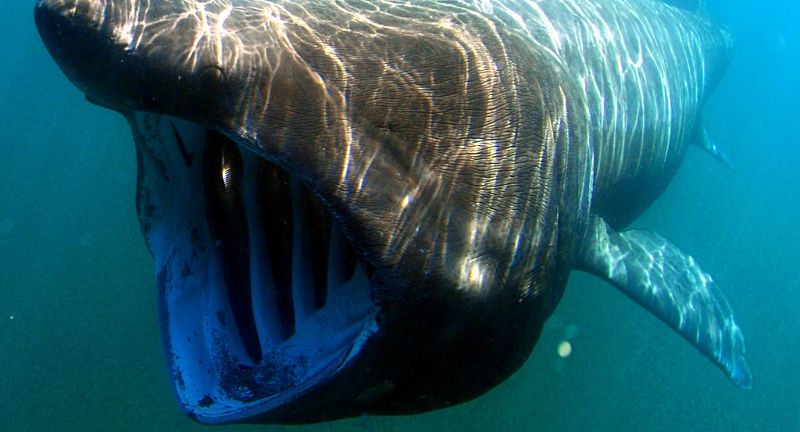 <p>The basking shark is the second-largest living shark, known for its gentle giant nature, feeding primarily on plankton. With its enormous mouth open, it swims through the water, filtering out its tiny prey. These sharks are often seen in temperate waters, where plankton is abundant. Despite their size, basking sharks pose no threat to humans, making them a popular subject for wildlife enthusiasts and researchers alike.</p>
