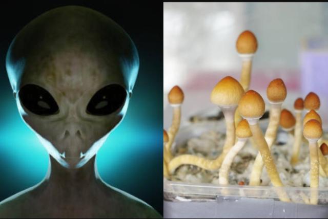 extraño hongo con forma alienígena fue encontrado en el patio de una casa
