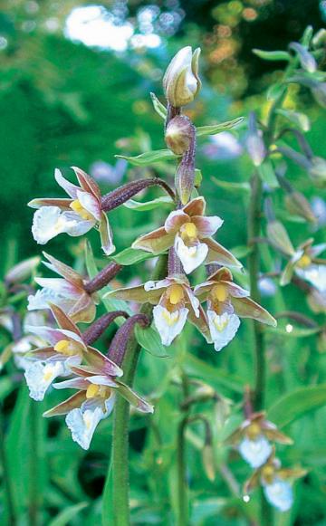 die schönsten orchideen für den garten