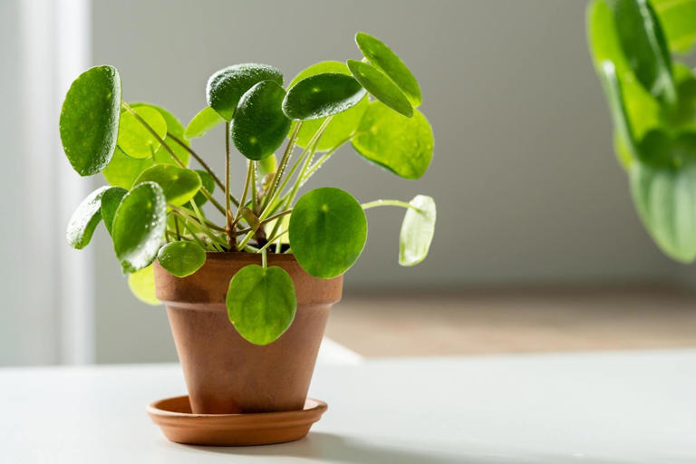 Ideal Light Exposure for Pilea Peperomioides Plants to Thrive