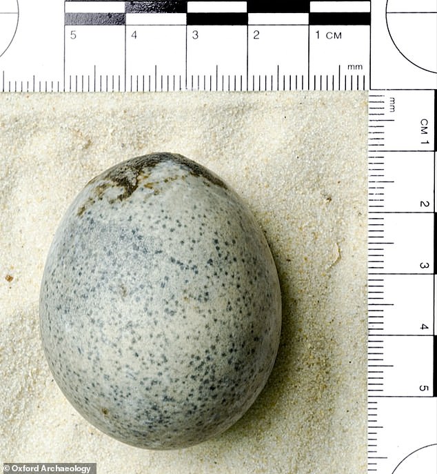 Roman Chicken Egg Discovered In Aylesbury Still Has Its Liquid Yolk And ...