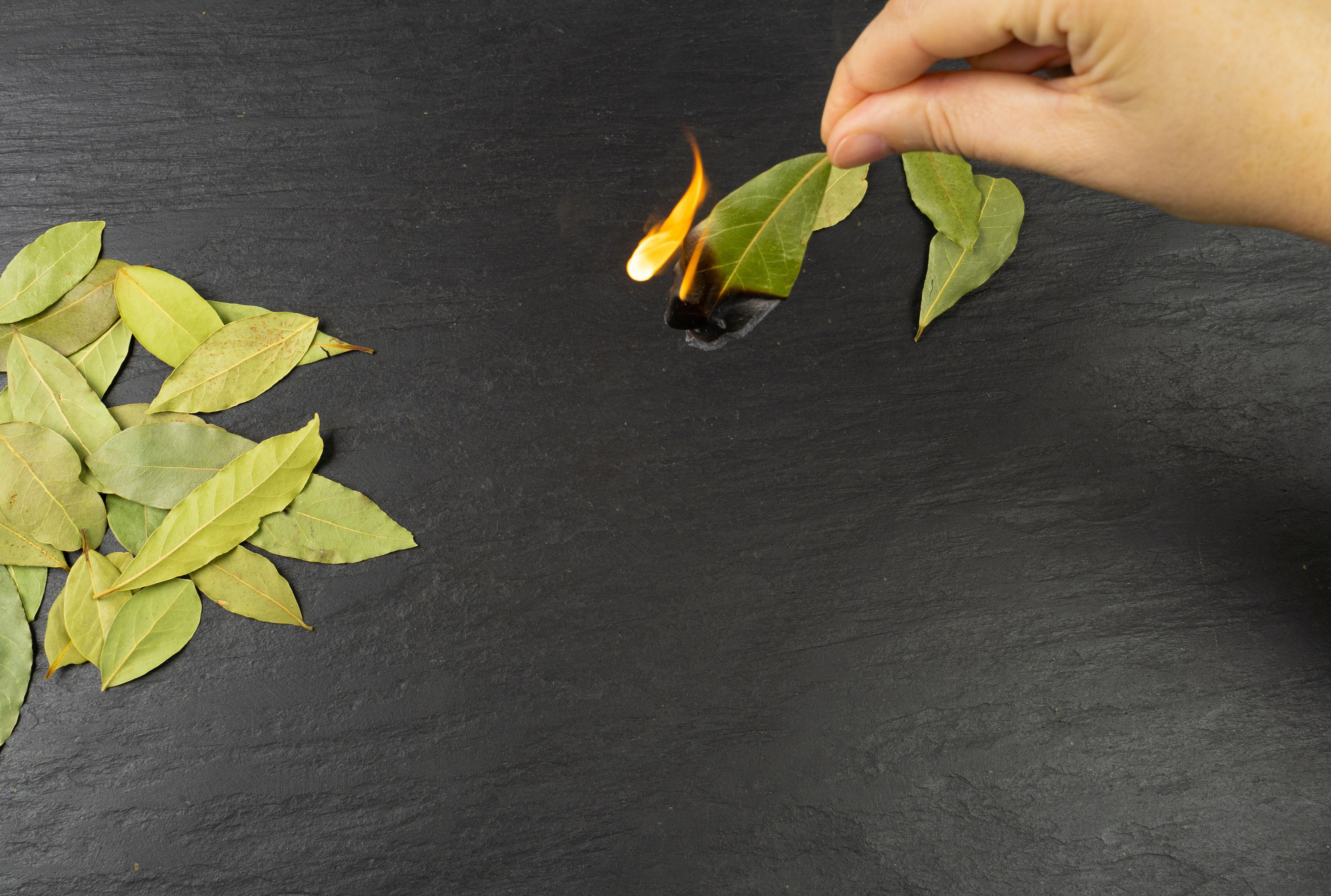 el truco con hojas de laurel para eliminar los malos olores