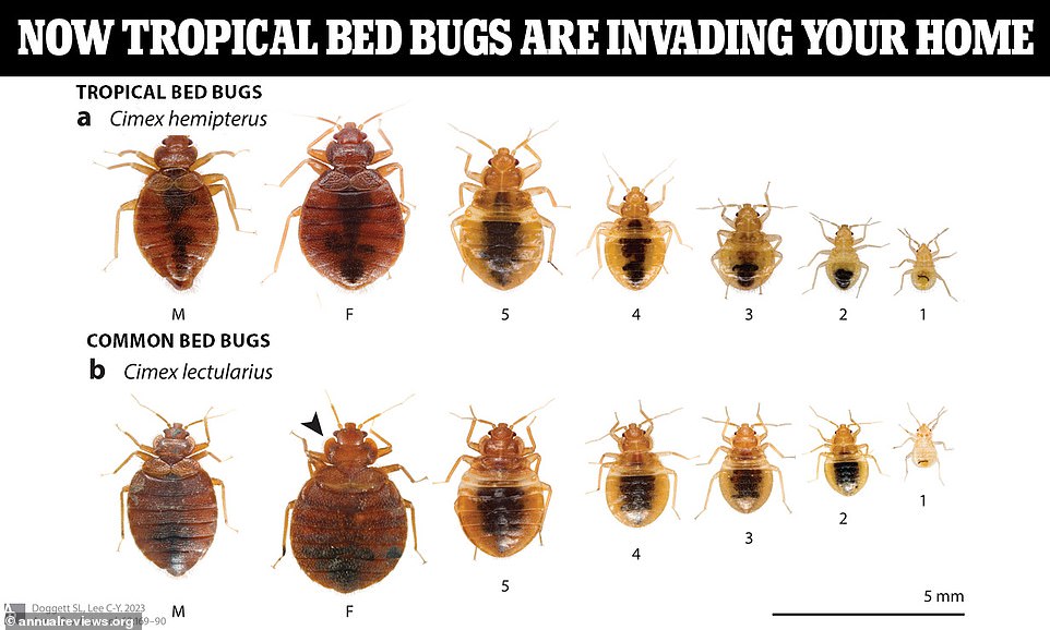 New Hard-to-kill Bed Bug Species Is Invading The US, Experts Say