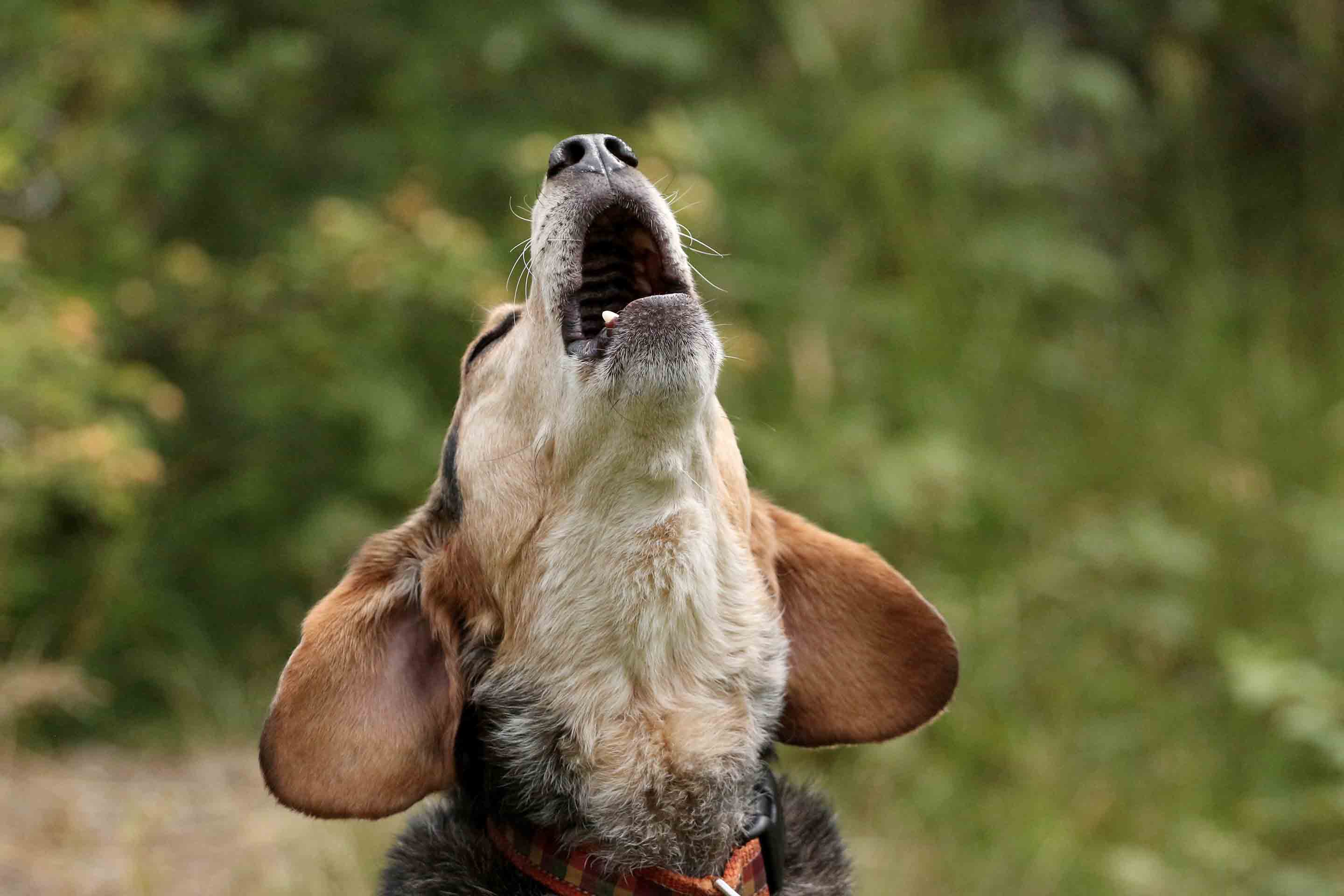 Why Do Dogs Howl   BB1iawX9.img