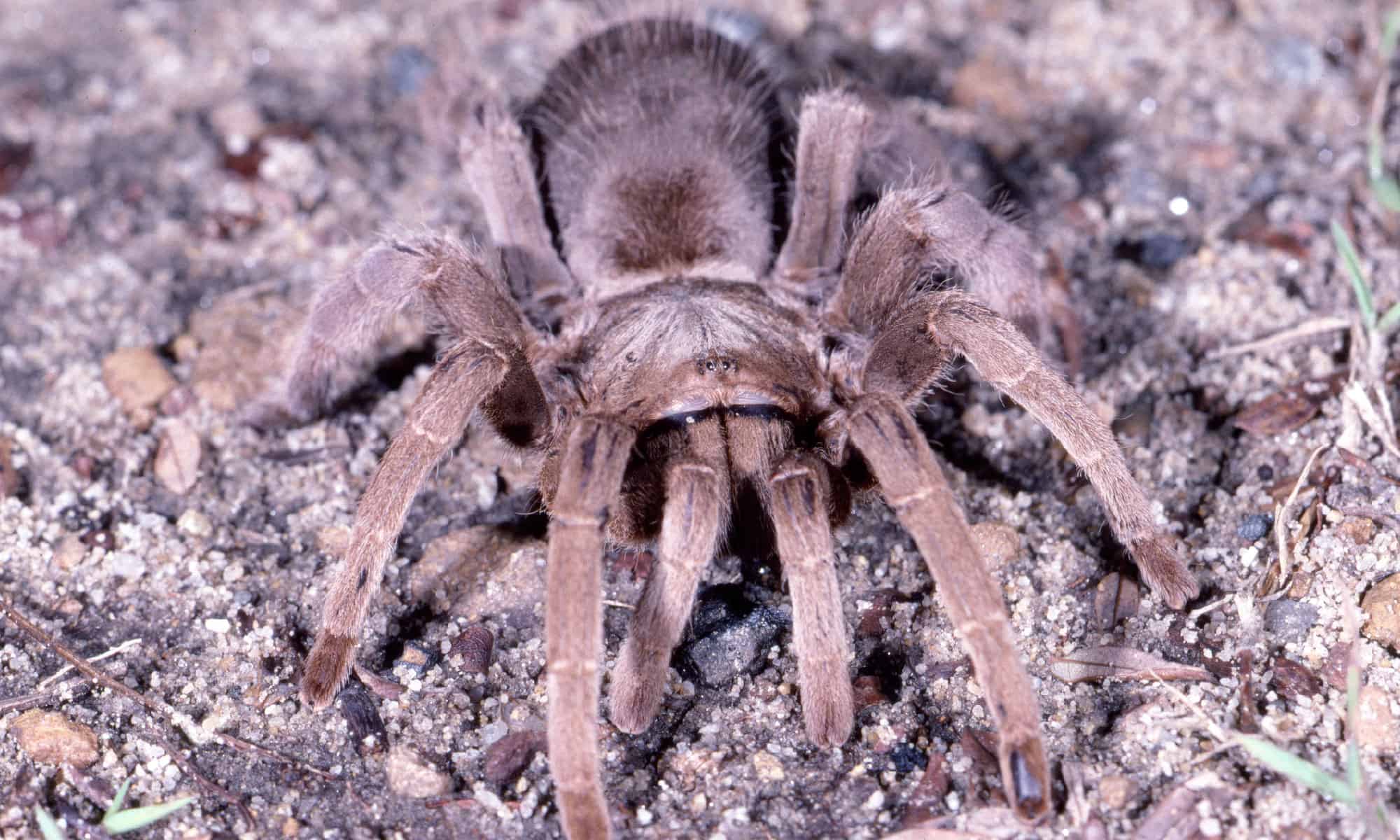<p>The Queensland whistling tarantula is native throughout Australia. It has an enormous 8.7-inch leg span. They are sometimes called a "barking spider" or "bird-eating tarantula." The spider creates sound by rubbing rows of modified spines on the basal segments of their pedipalps against opposing spines on their jaw bases. They make this noise when trying to dissuade a predator.</p>
