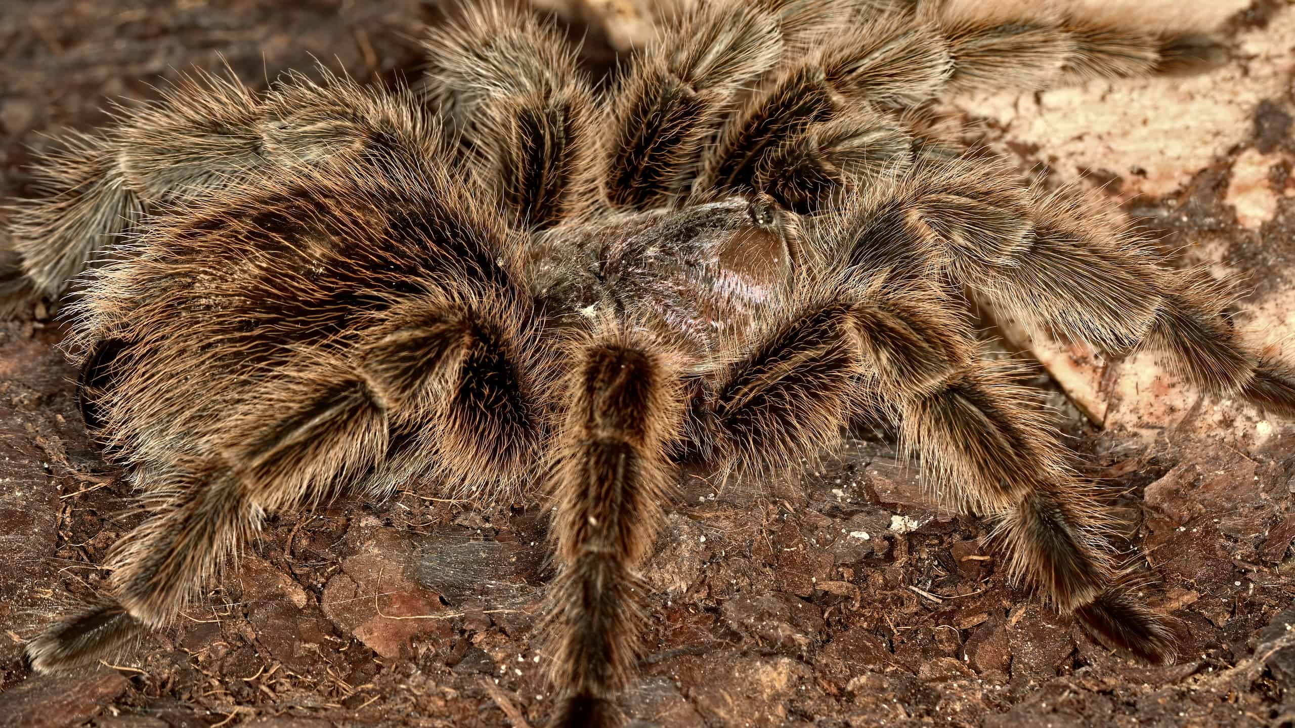 <p>The Brazilian giant tawny red tarantula is the fourth largest spider in the world. They are native to Brazil and have a jaw-dropping leg span of 10 inches.</p>