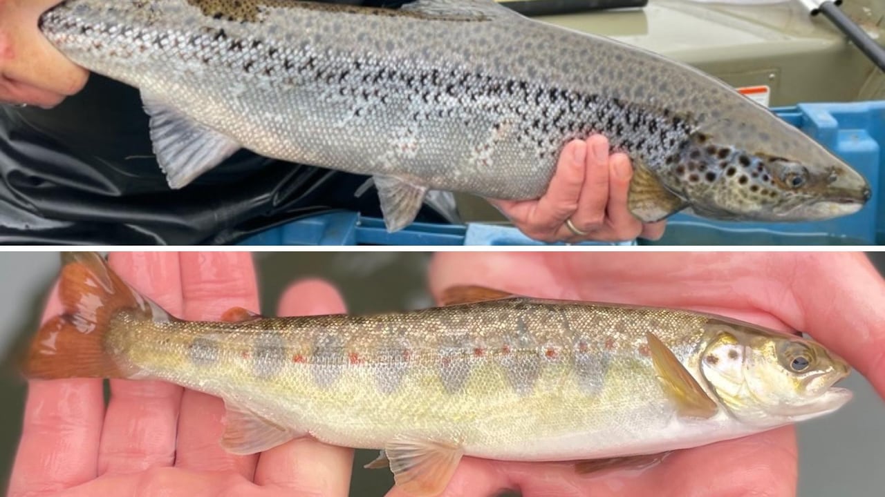 Good News For Salmon Recovery In Petitcodiac River