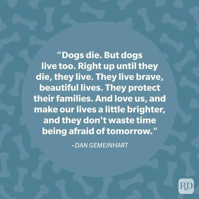 40 Dog Quotes That Capture All the Reasons Dogs Are Special