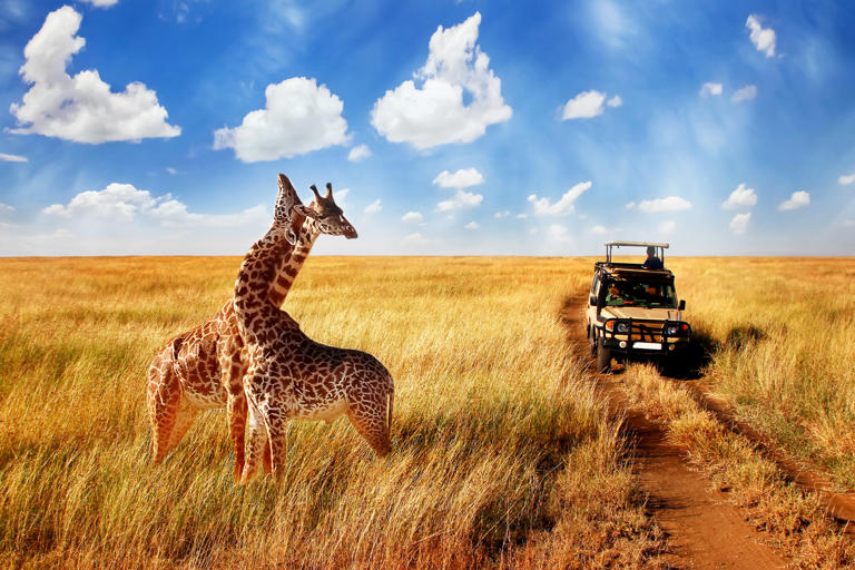 Being surrounded by giraffes, elephants, lions, zebras, and cheetahs in Africa sounds like a dream come true. But it also sounds expensive. Getting a guide, secluded accommodations, and travel can add up. So, how much does an African safari cost? An African safari can cost between $200 and $1,600 per person per day. Read more... View Article