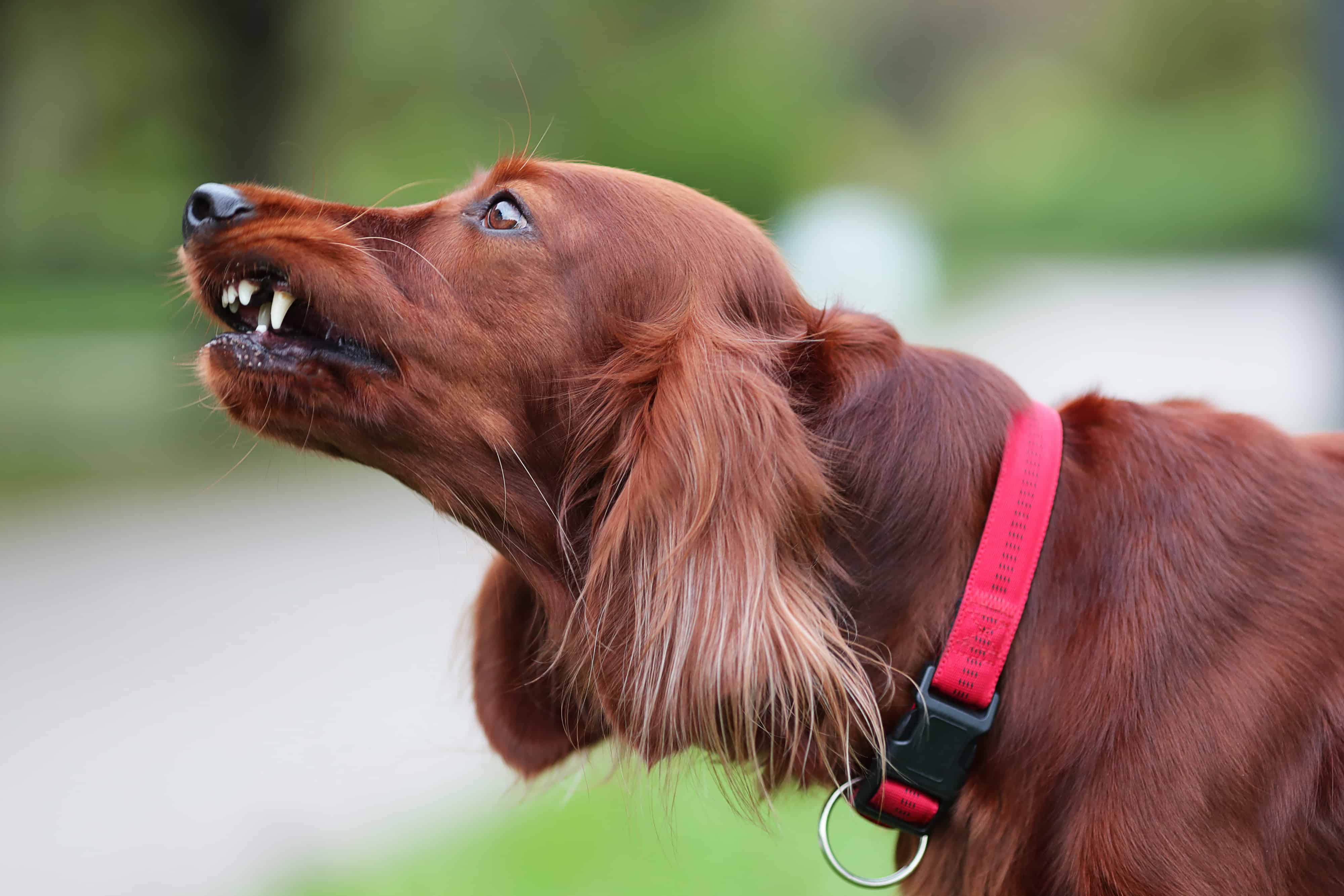 Male vs Female Irish Setter 5 Key Differences
