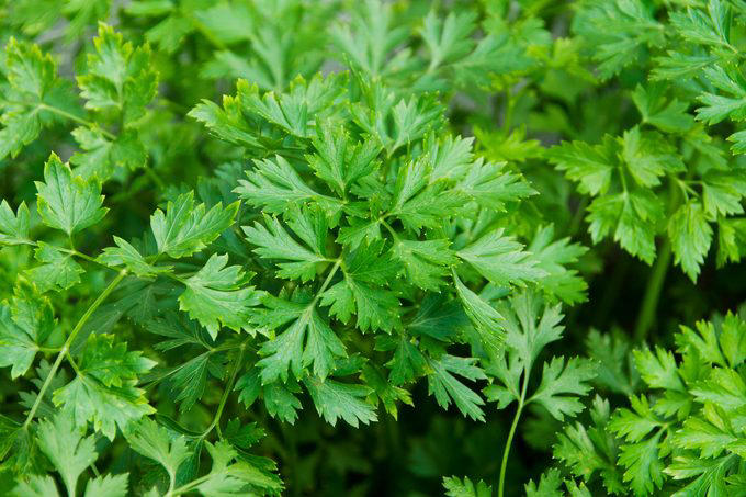 The 10 Best Plants For An Indoor Herb Garden