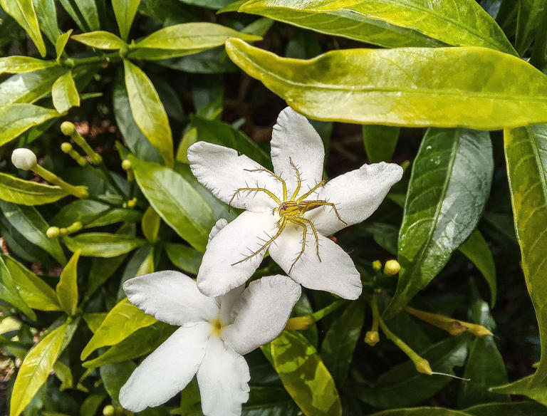 Attract Spiders To Your Garden With Plants