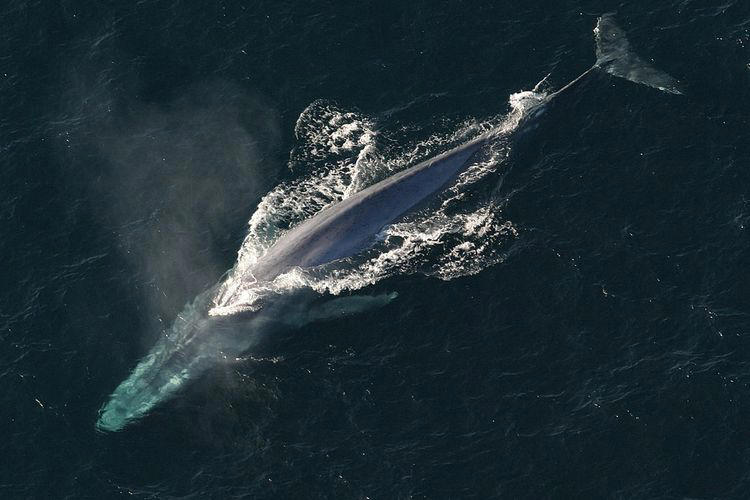 ilmuwan teliti suara paus biru 15 tahun, apa yang mereka dengar?