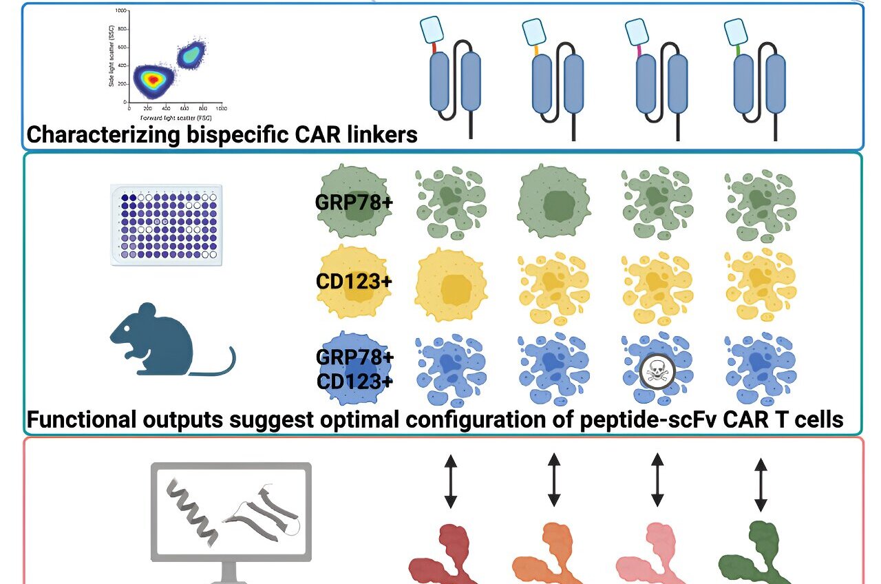 Novel Bispecific Design Improves CAR T–cell Immunotherapy For Childhood ...