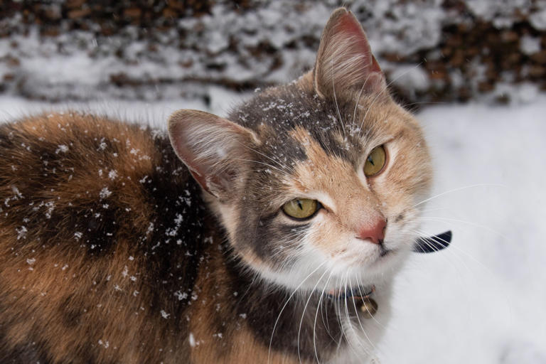 A person in Oregon caught bubonic plague from their cat. Why experts