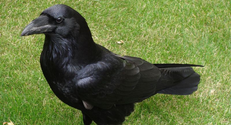 <p>Ravens are renowned for their problem-solving skills and ability to use tools, such as bending wires to retrieve food. Their intelligence is apparent in their complex social behaviors and adaptability to different environments. These birds are capable of recognizing individual human faces and remembering those who have treated them kindly or poorly. Studies have shown that crows and ravens can plan for future needs, a cognitive ability once thought to be unique to humans and great apes.</p>