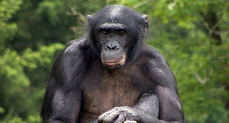 <p>Bonobos, closely related to chimpanzees, exhibit a high level of intelligence and emotional complexity. They are known for their peaceful, matriarchal societies and the use of sexual behavior to resolve conflicts and strengthen social bonds. Bonobos have demonstrated the ability to use tools and communicate using symbols, showing cognitive abilities similar to those of other great apes. Their social structures and behaviors provide valuable insights into the evolution of cooperation and empathy in primates.</p>