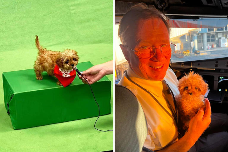Puppy Bowl 2024 Sweetpea Owner Speaks Out As Tiny Dog Honored After Death