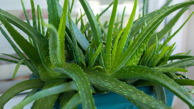 Grow Your Aloe Vera Plant Collection With This Easy Propagation Trick   BB1ibr0c.img