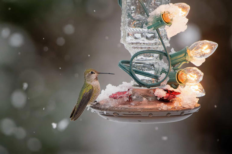 10 Common Hummingbird Feeding Mistakes (and How to Avoid Them)