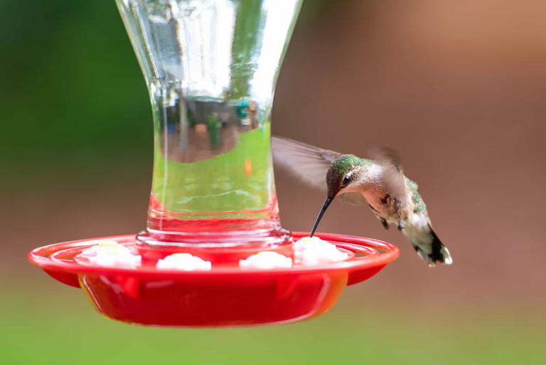 10 Common Hummingbird Feeding Mistakes (and How to Avoid Them)