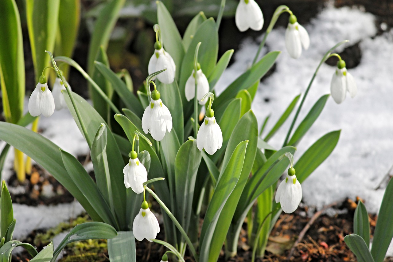 sněženky aneb jedny z prvních kvetoucích jarních rostlin: kde se hodí v zahradě a jak je pěstovat