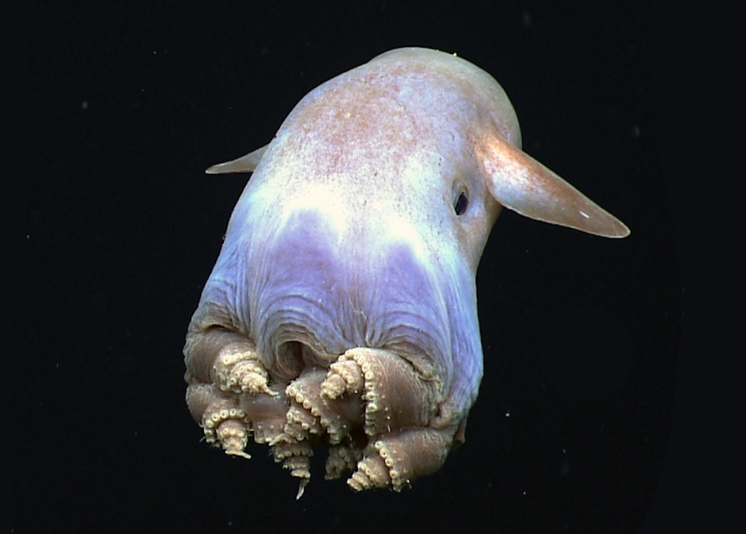 20 Most Unusual Oceanic Animals