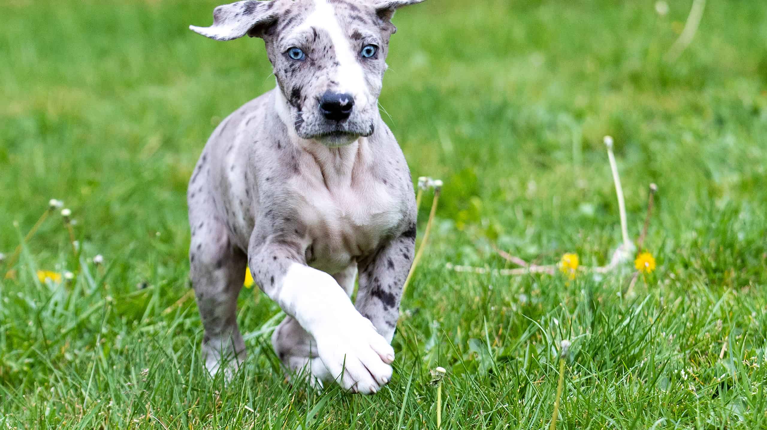 Great Dane Colors Most Common to Rarest