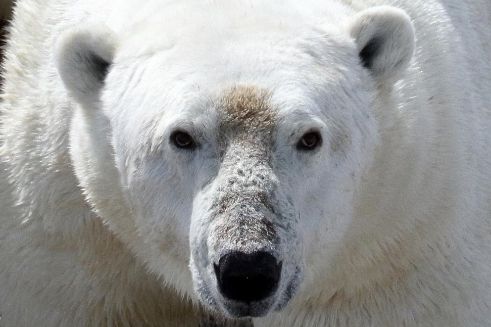 what scientists learned after strapping a collar camera to polar bears