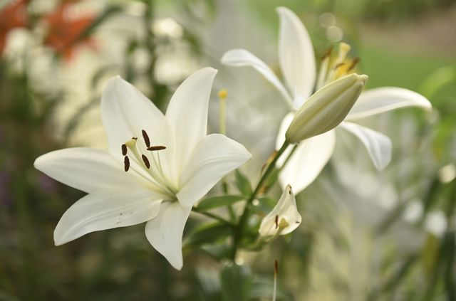 15 flowers to plant in spring that will fill your yard with color and fragrance