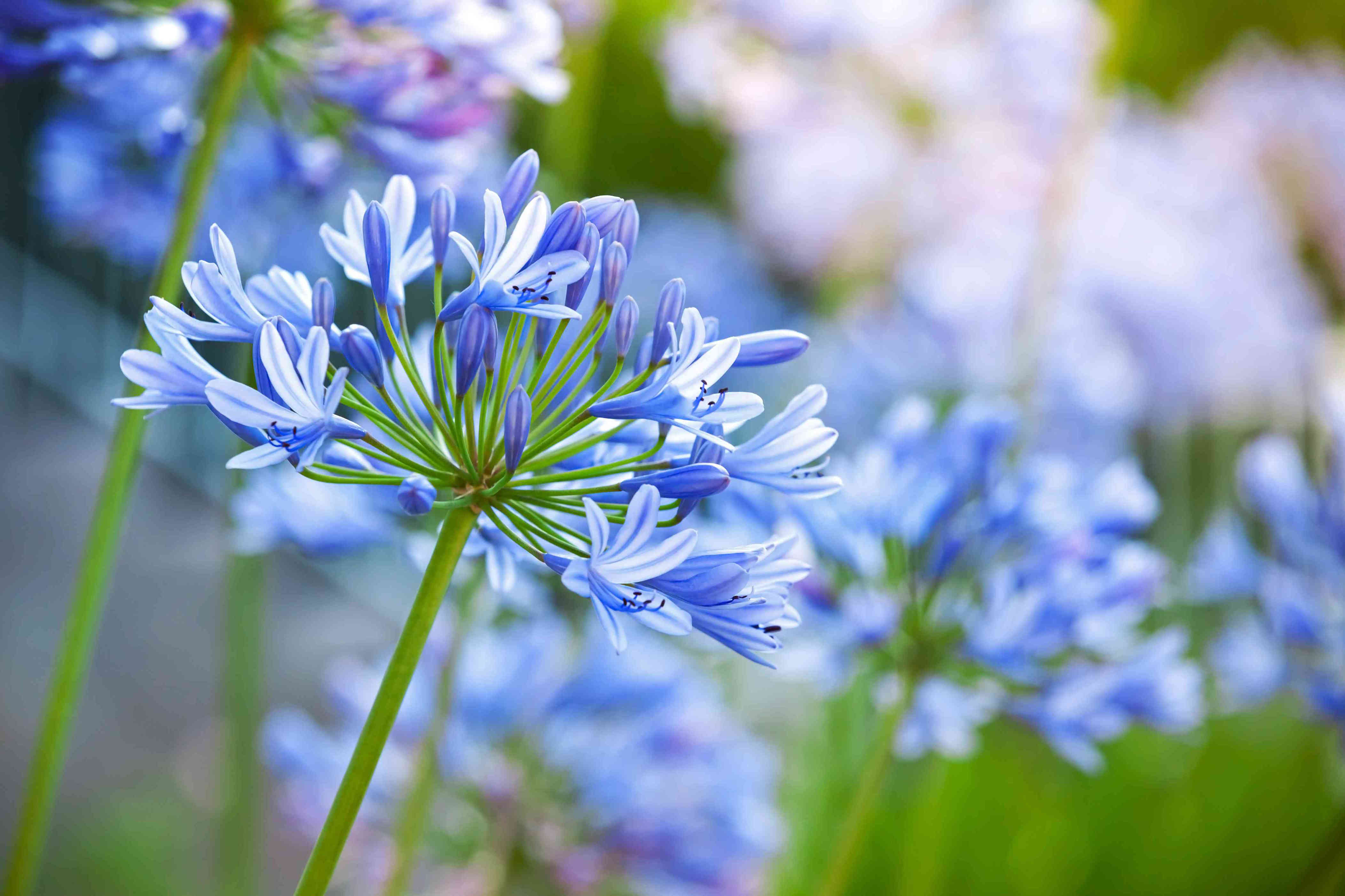 15 flowers to plant in spring that will fill your yard with color and fragrance
