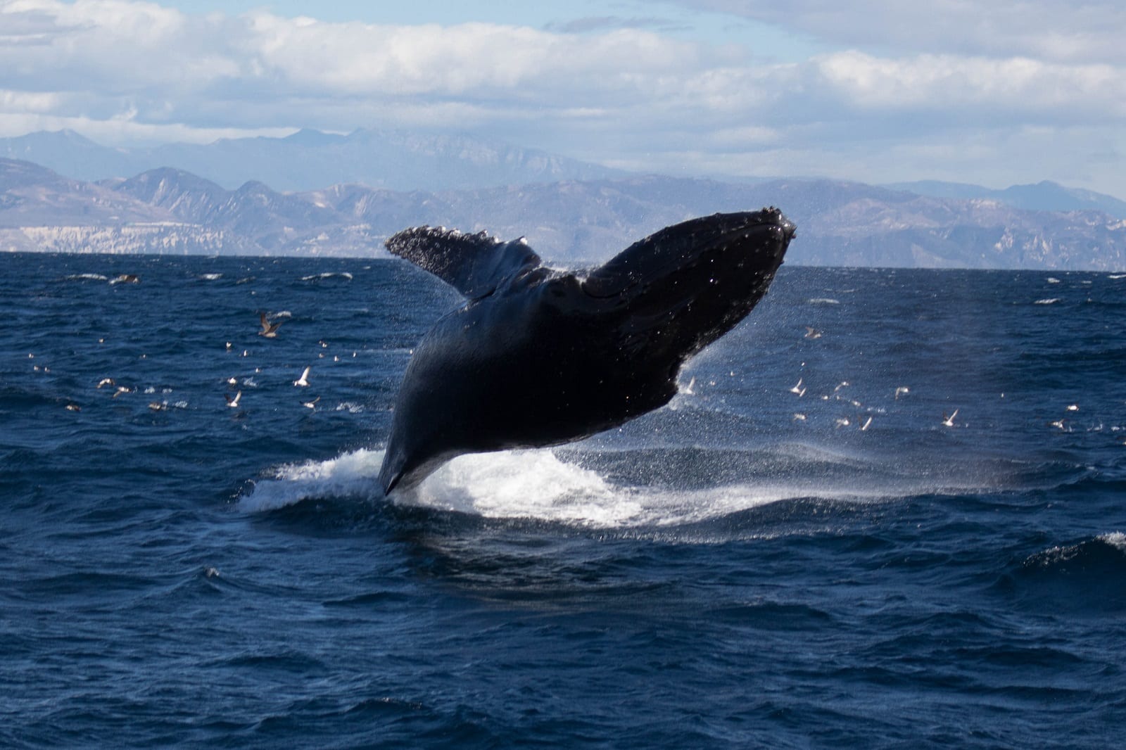 <p><span>Begin your Santa Barbara adventure with a whale-watching tour. The Pacific waters here are a playground for migrating whales, offering a humbling and exhilarating spectacle. As you set sail into the ocean, keep your eyes peeled for the majestic humpback, blue, and gray whales, and if you’re lucky, the elusive killer whales.</span></p> <p><b>Insider’s Tip: </b><span>Choose a smaller boat tour for a more intimate and closer view of the whales.</span></p>