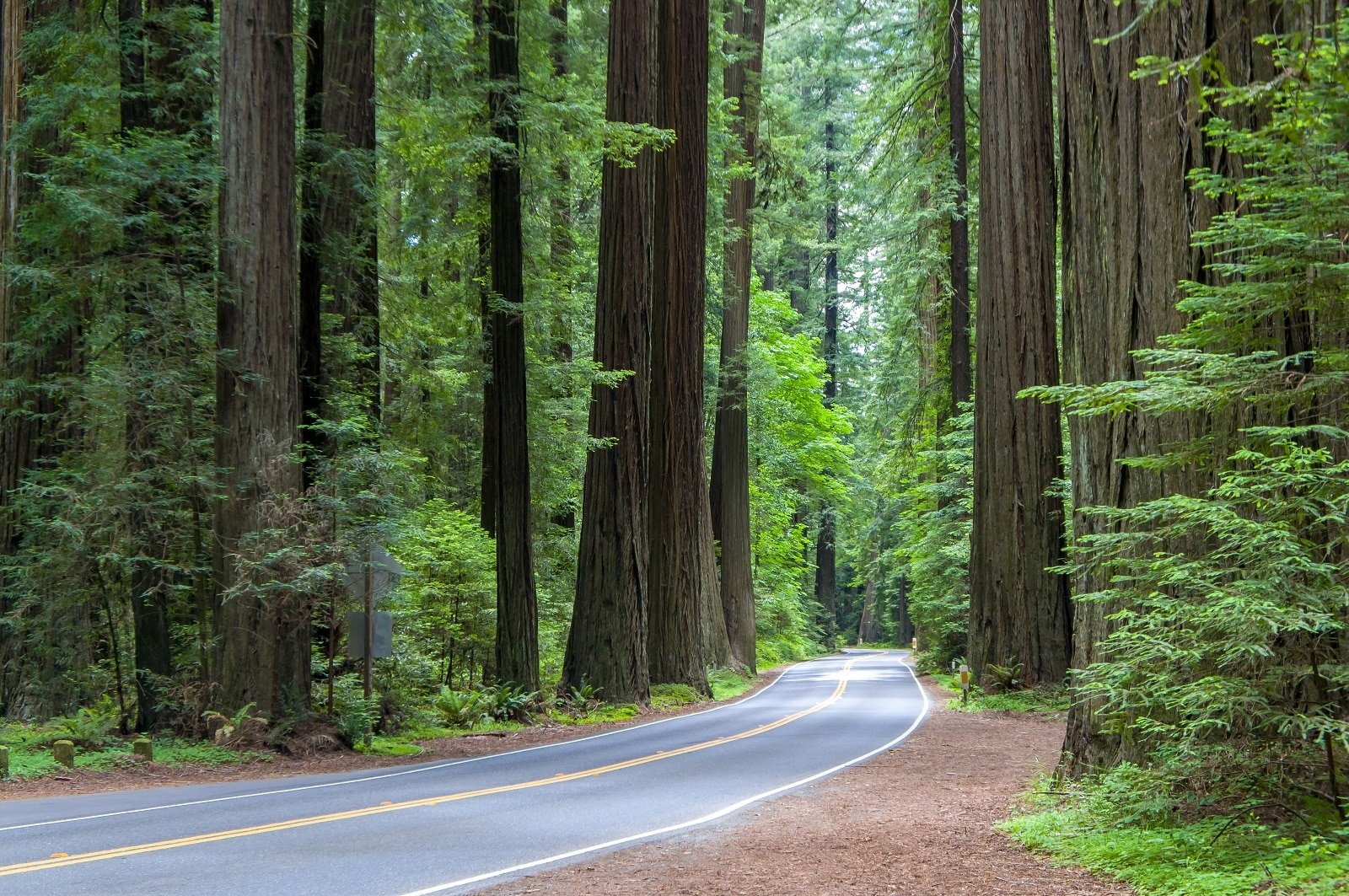 <p><span>Journey through the Redwood Highway, where you’ll be enveloped by the grandeur of the world’s tallest trees. This route, particularly the Avenue of Giants, offers a 31-mile scenic drive through ancient redwood groves that stand as silent sentinels to centuries of history. The drive is a serene experience, with the morning mist weaving through these towering giants, creating a mystical ambiance. It’s an opportunity to connect with nature and marvel at these trees’ sheer size and age. The Ventana Big Sur, located along this route, offers a peaceful haven where luxury meets the wild, unspoiled beauty of the redwood forests.</span></p> <p><b>Insider’s Tip: </b><span>Visit early in the morning for a mystical experience as the mist weaves through the towering trees. Explore the lesser-known Humboldt Redwoods State Park for a more secluded experience amidst the redwoods.</span></p> <p><b>Lodging: </b><span>Stay at the Ventana Big Sur, a serene retreat amidst the redwoods. Ventana Big Sur</span></p>