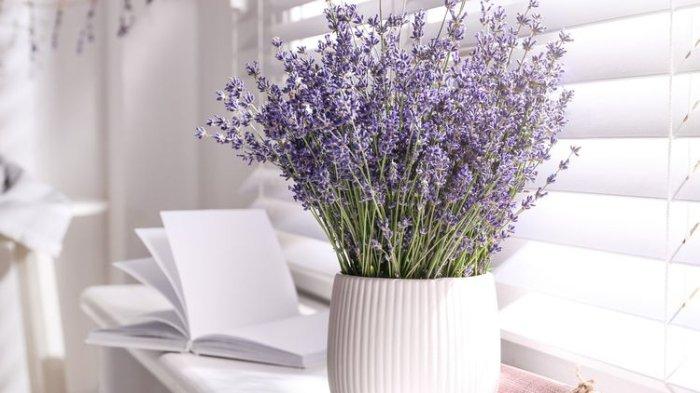 7 manfaat lavender untuk kenyamanan rumah,tak hanya usir nyamuk saja lho
