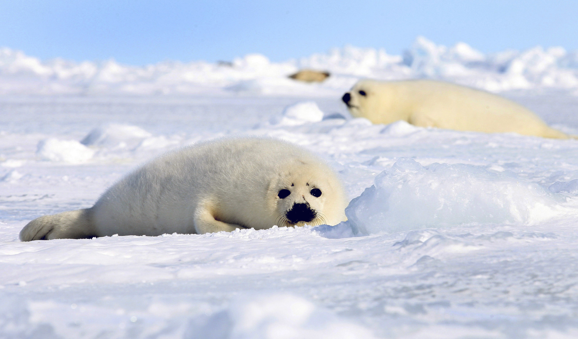 The majestic animals that call the Arctic home