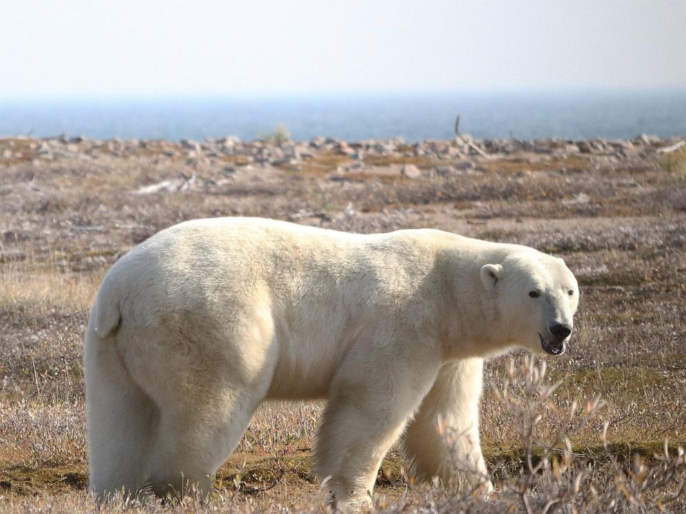 what scientists learned after strapping a collar camera to polar bears