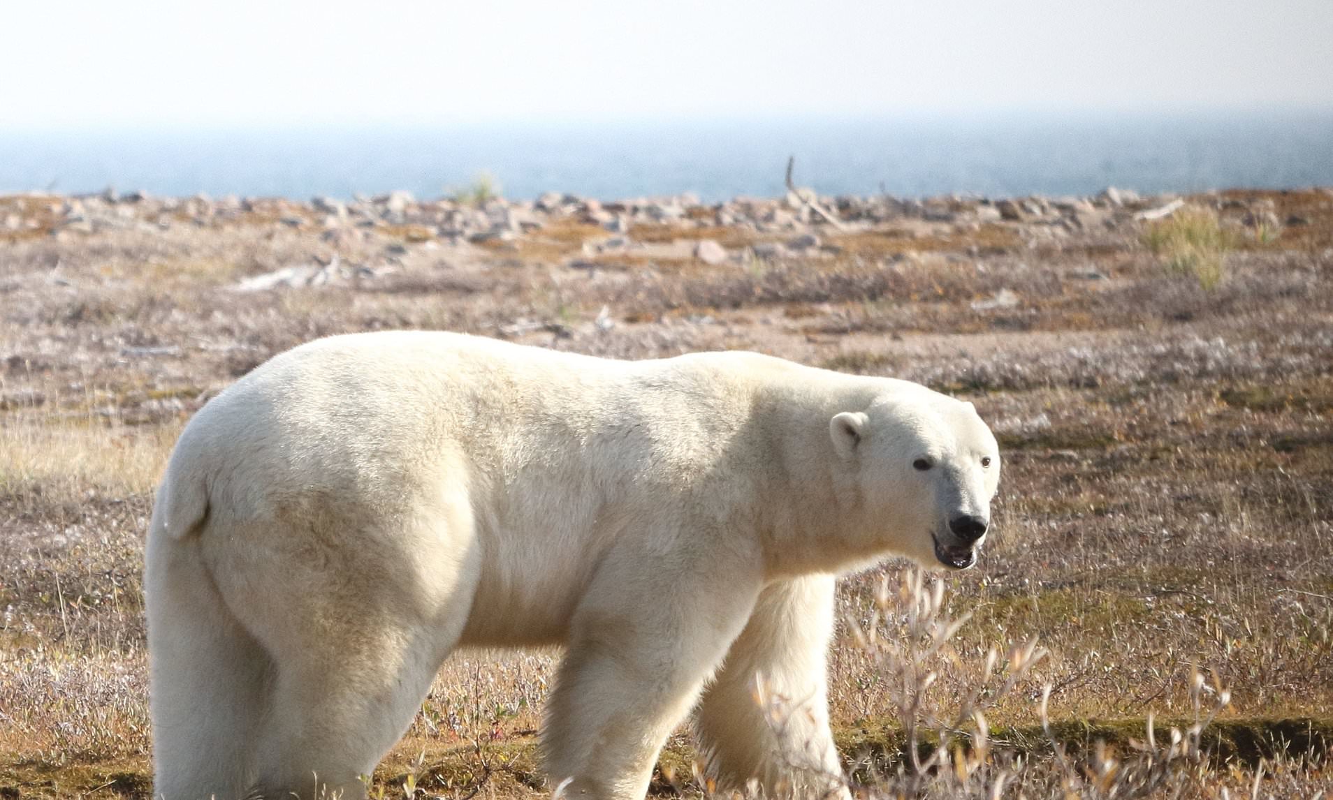 Polar Bears At Greatest Risk Of Extinction Than Ever Due To Climate ...