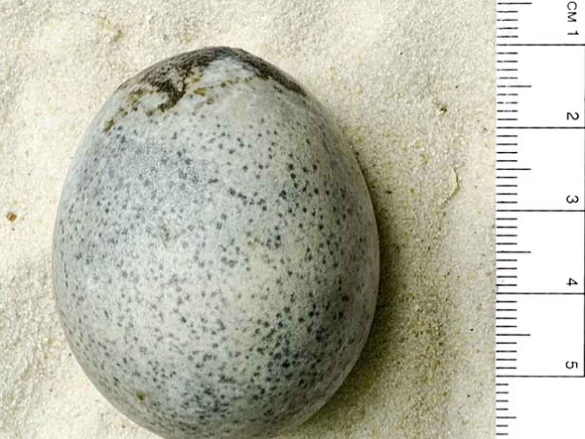 descubren huevo de gallina de la antigua roma; tiene su yema líquida y sus claras intactas
