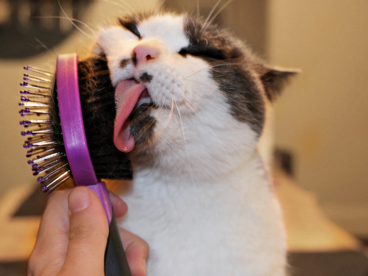 The 7 best cat brushes of 2024, tested and reviewed