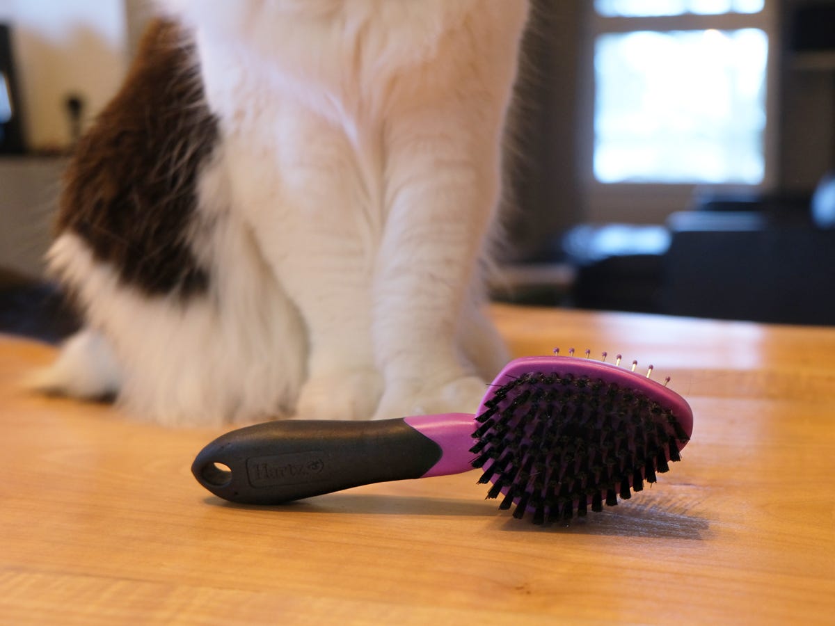 <p>We spoke to three professional groomers and two veterinarians to narrow down the best cat brushes for every coat type and budget. They recommend keeping the following features in mind when shopping for cat grooming tools:</p><p><strong>Shape and length:</strong> The shape of the brush directly impacts how well the brush removes fur and mats, especially from hard-to-reach places. Dematting and shedding brushes with small heads, like Andis Pet Deshedding Tool and Well & Good Prostyle Dual-Sided Shedding Rake, are great for reaching problematic areas such as under the limbs. The moderate length of the Chris Christensen Buttercomb's teeth angles along the body, effectively tackling tough knots and mats.</p><p><strong>Function: </strong>Not all brushes serve the same purpose, and you'll need more than one in your arsenal to address all of your cat's grooming needs. </p><ul><li><strong>Pin brushes: </strong>These brushes are gentle enough for daily use. The metal tines effectively tackle minor tangles, while the rubber tips provide a gentle, massaging sensation without poking your cat. </li><li><strong>Bristle brushes:</strong> The nylon bristles remove loose hair from the topcoat and ensure the rest of the coat is smooth and lying in the same direction, which will help prevent future mats and tangles. A combo pin and bristle brush is particularly suitable for multi-cat households with both short- and long-haired cats.</li><li><strong>Slicker brushes: </strong>These are effective for light daily brushing, removing loose fur, and managing small tangles. The metal tines are numerous and slightly bent at the ends, making them especially useful for grabbing loose hairs from the undercoat of short-haired cats.  </li><li><strong>Skip tooth combs:</strong> This type of comb has a single row of steel tines with alternating lengths, designed to penetrate the undercoat of long-haired cats. If a comb has teeth that are all the same length and closely spaced, you might push the undercoat down instead of effectively brushing through it, says Lioyran. Combs are the ideal weekly or as-needed tool for small mats and grooming following a deshedding. </li><li><strong>Deshedding tools or rakes: </strong>These tools have curved times to grip and remove excess fur. The number of tines varies, and Lioyryan says you might need to experiment with several deshedding rakes before finding the one that best suits your cat. He recommends using deshedding rakes monthly or every other month to eliminate loose fur and thin out thick coats. Even short-haired cats require deshedding, given their higher hair follicle count than long-haired cats, according to Lioyryan.</li><li><strong>Dematting rakes: </strong>If a stubborn mat pops up, a dematting rake is the best tool. Our experts strongly advise against using scissors on your cat's fur. Lioyryan recommends dematting tools with curved tines rather than straight ones because they tend to have a better grip. </li><li><strong>Grooming gloves: </strong>These are gentle enough to acclimate cats to grooming and are less likely to overstimulate cats who are sensitive to touch. </li><li><strong>Curry brushes: </strong>These versatile brushes with rubber nubs effectively remove loose hair, massage your pet, remove hair from clothing and upholstery, and lather shampoo during baths.</li></ul><p><strong>Comfort: </strong>The tines of a brush shouldn't poke and prod at your cat, and a tool should never excessively tug at the fur. To ensure your cat's comfort, opt for a pin brush with rubber-tipped tines and slickers with a soft brush pad that allows the tines to move with the curvature of your cat's bones. The best cat brushes also have ergonomic and rubber handles for the groomer's comfort.</p><p>Some cats may still dislike their grooming tools even if they check all the right boxes for comfort. "Just like people, some cats love being brushed, and they tolerate tension on their fur very well. Other cats do not," Lioyryan says. "If a cat doesn't like a particular tool, it doesn't necessarily mean that the tool is wrong." He suggests holding the skin taut to reduce pulling when using a deshedding rake and being mindful when brushing over bones. </p><p>Introducing your cat to grooming tools early increases the likelihood that they will tolerate and even enjoy the grooming process. For cats sensitive to grooming, grooming gloves such as HandsOn All-In-One Gloves may be the best option.</p>